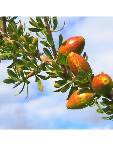 Olej arganowy. Lecznicza moc marokańskiego złota