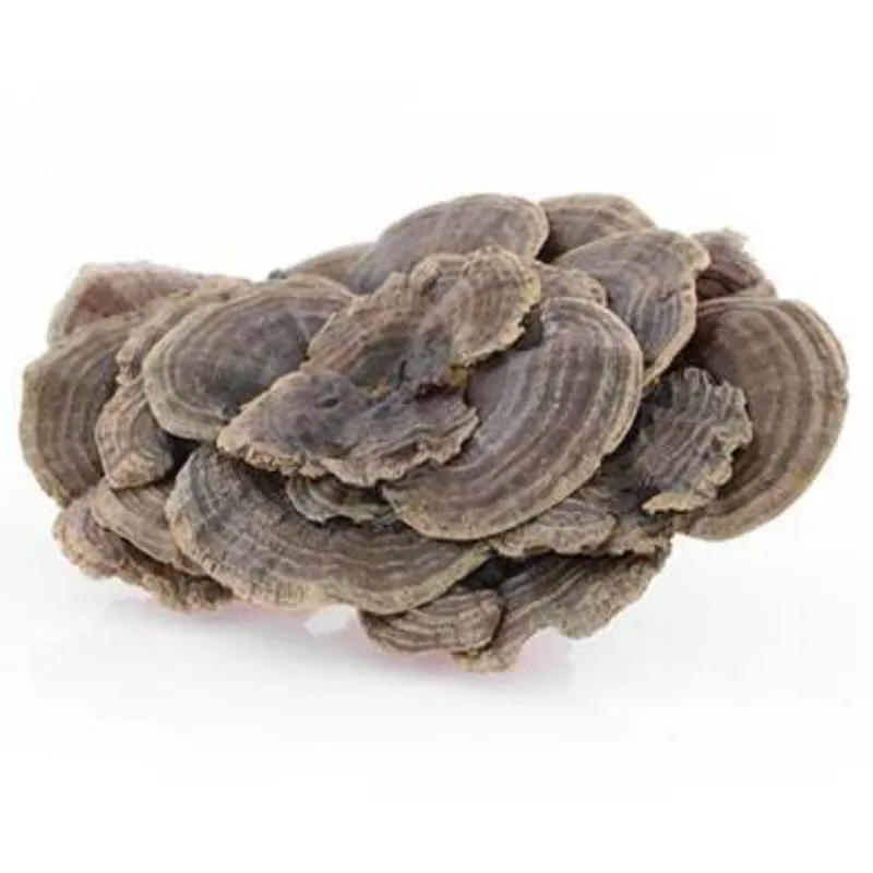 Coriolus  Myco Medica