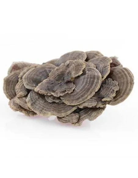 Coriolus  Myco Medica