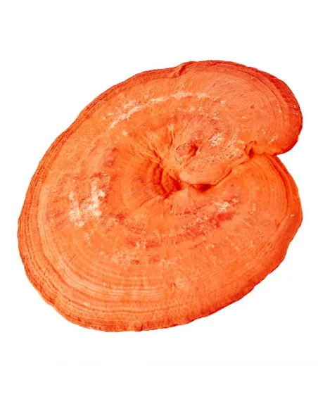 Reishi Myco Medica
