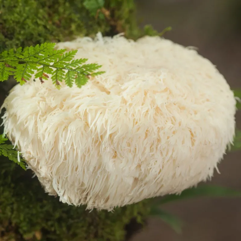 MycoMedica  Hericium (Lion's Mane) Soplówka