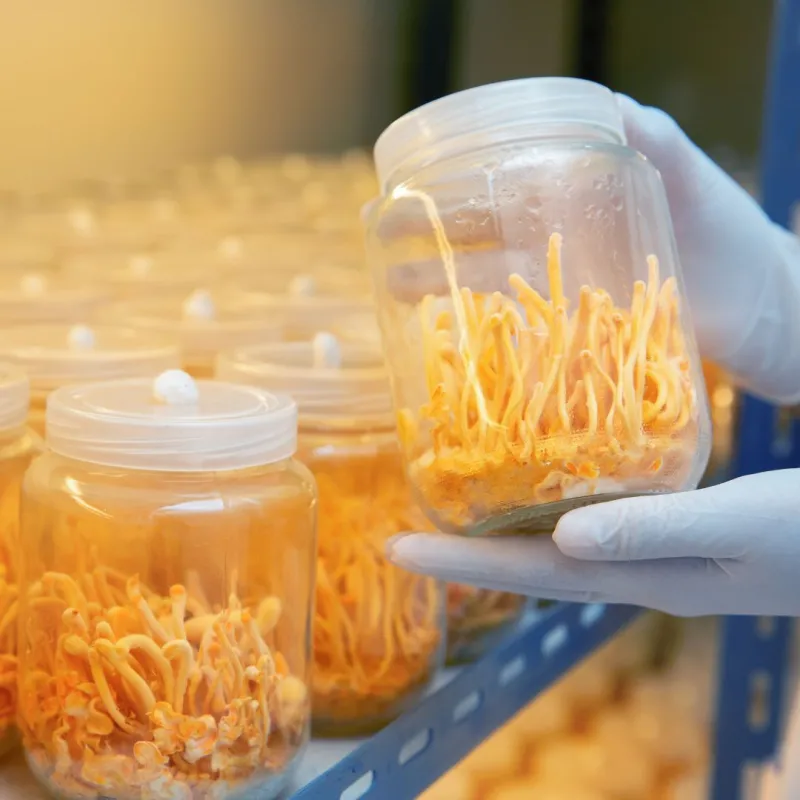 Cordyceps CS-4 MycoMedica