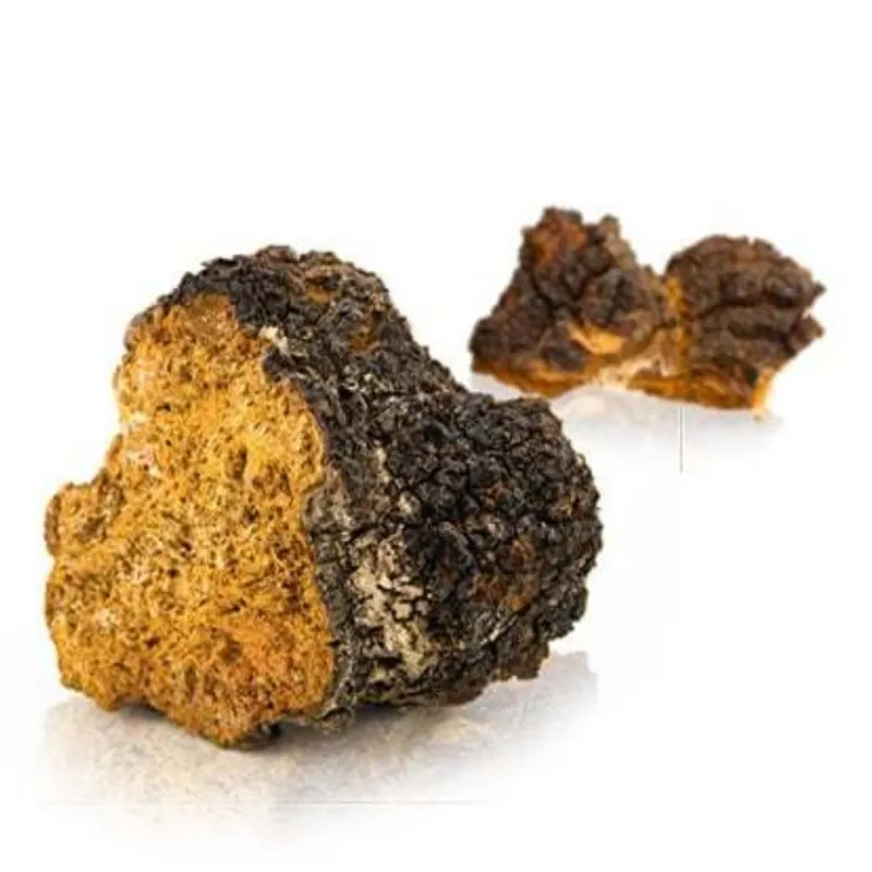 Chaga MycoMedica