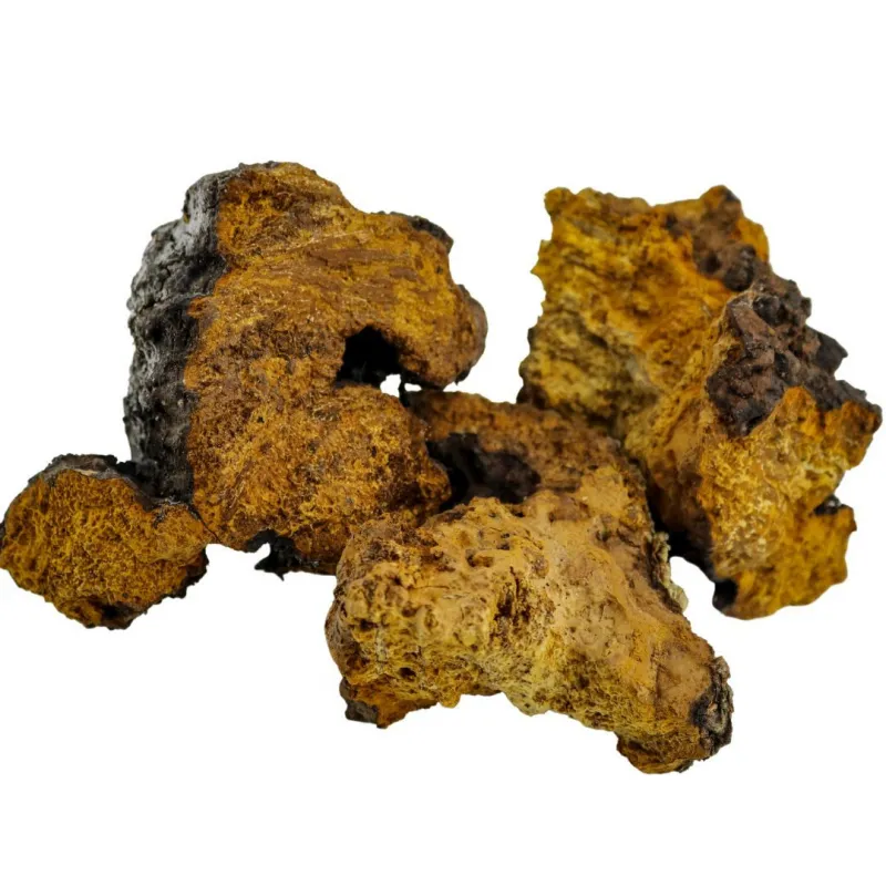 Chaga MycoMedica