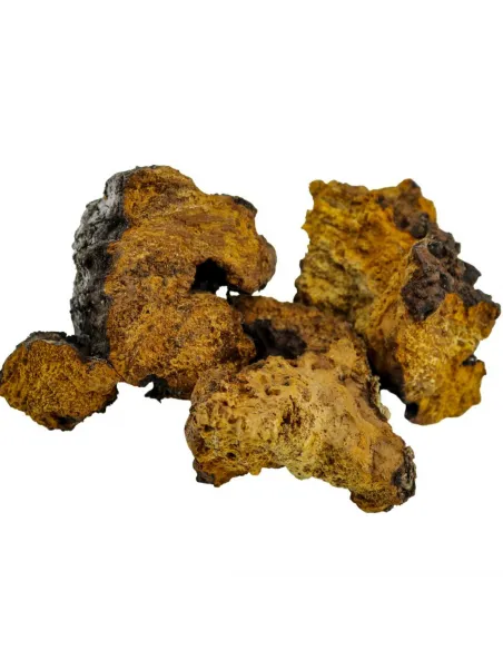 Chaga MycoMedica