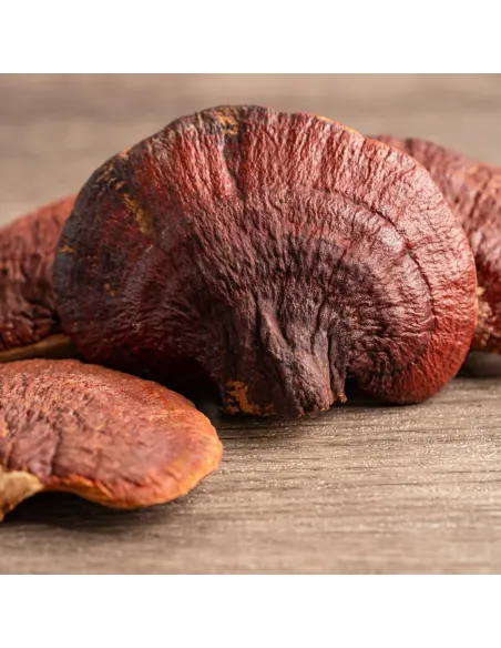 Reishi MycoMedica