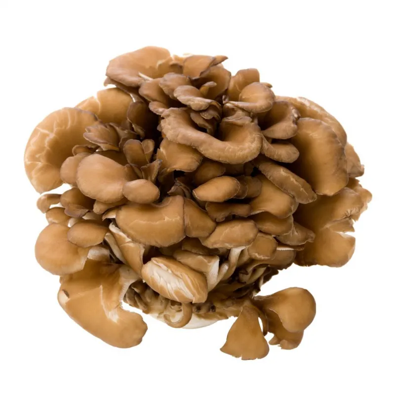 MycoMedica  Maitake