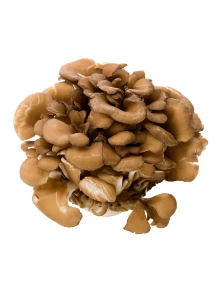 MycoMedica  Maitake