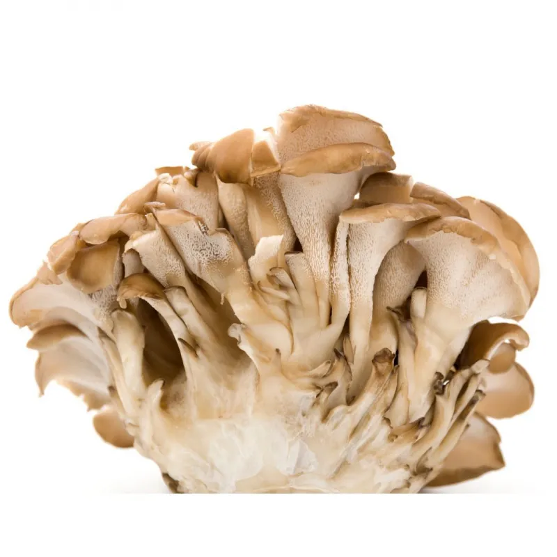 MycoMedica  Maitake