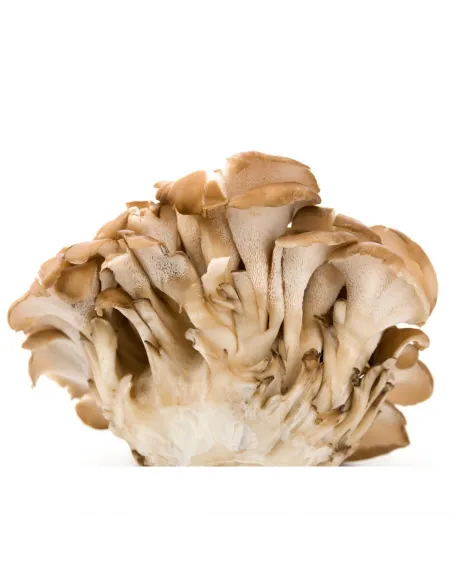 MycoMedica  Maitake