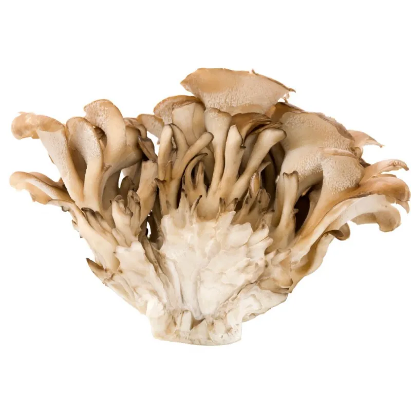 MycoMedica  Maitake