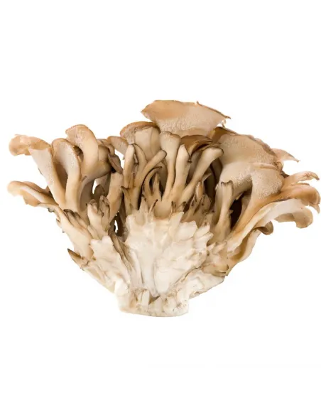 MycoMedica  Maitake