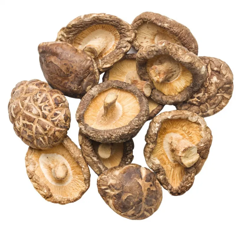 MycoMedica Shiitake
