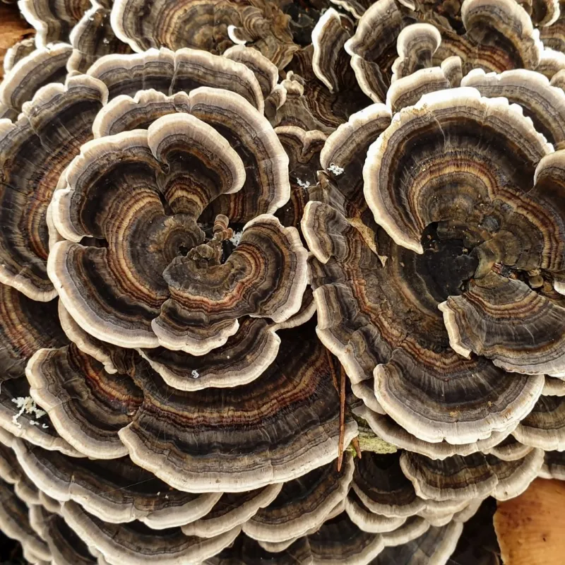 MycoMedica wrośniak wielobarwny Coriolus Weterynaryjny, turkey tail, coriolus mushroom