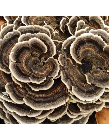MycoMedica wrośniak wielobarwny Coriolus Weterynaryjny, turkey tail, coriolus mushroom