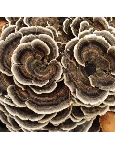 MycoMedica Coriolus 50% polisacharydów 90 kaps. 2