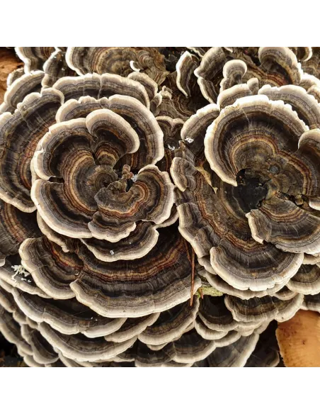 MycoMedica Coriolus 50% polisacharydów 90 kaps.