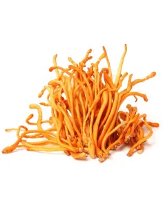 MycoMedica Cordyceps CS-4 50% 90 kapsułek 2