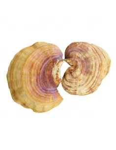 MycoMedica Reishi 50% 2