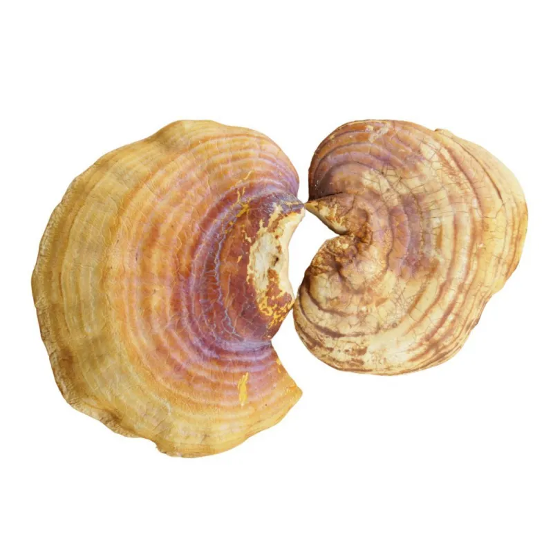 MycoMedica Reishi 50%