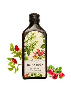 Arcyzioła Dzika róża