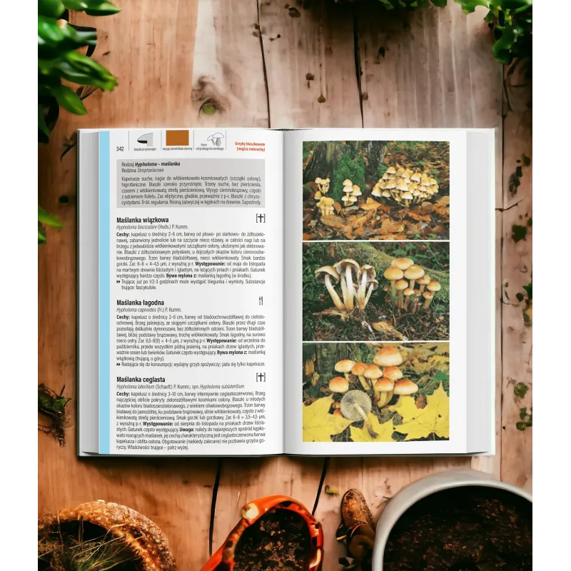 Grzyby ilustrowany przewodnik
