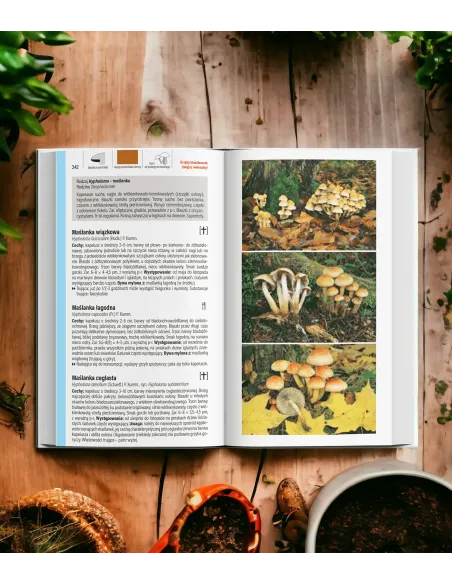 Grzyby ilustrowany przewodnik