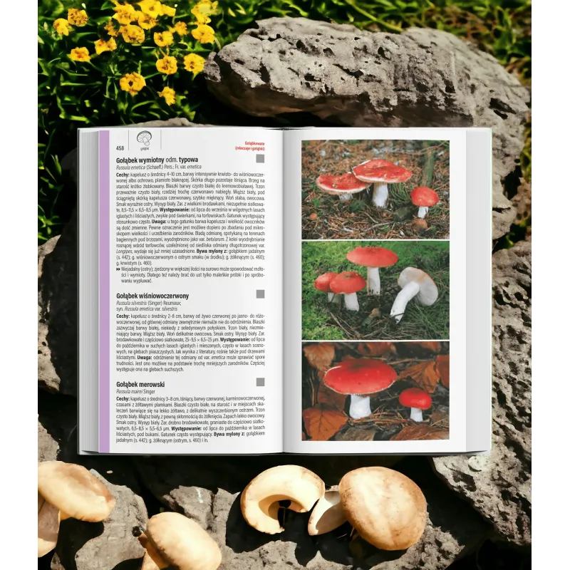 Grzyby przewodnik