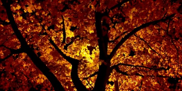 Odporność na jesień – jak ją wzmocnić?