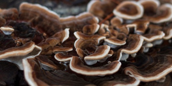 Wrośniak różnobarwny - najważniejszy grzyb dla układu odpornościowego zgodnie z TCM. 