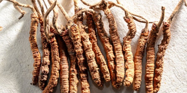 Cordyceps (maczużnik chiński) co to jest i co ma wspólnego z chińskimi medalami 
