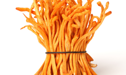  Kordyceps Chiński: Właściwości i Korzyści Dla Zdrowia