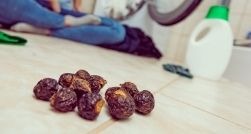 Orzechy piorące co to takiego