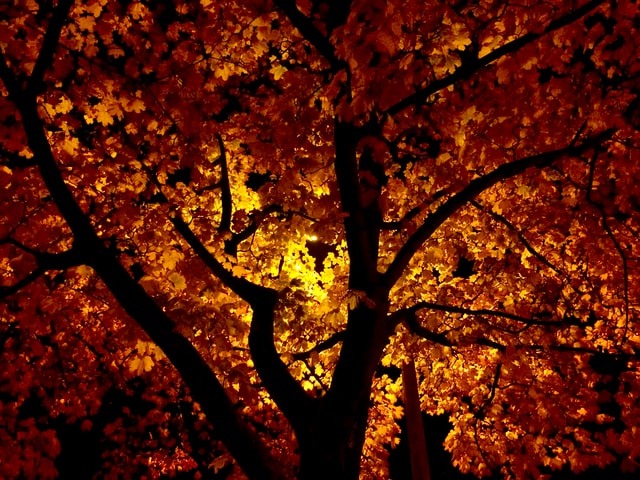 Odporność na jesień – jak ją wzmocnić?