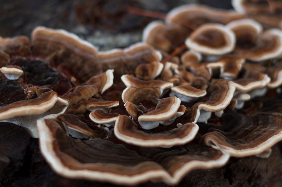 Wrośniak różnobarwny - najważniejszy grzyb dla układu odpornościowego zgodnie z TCM. 
