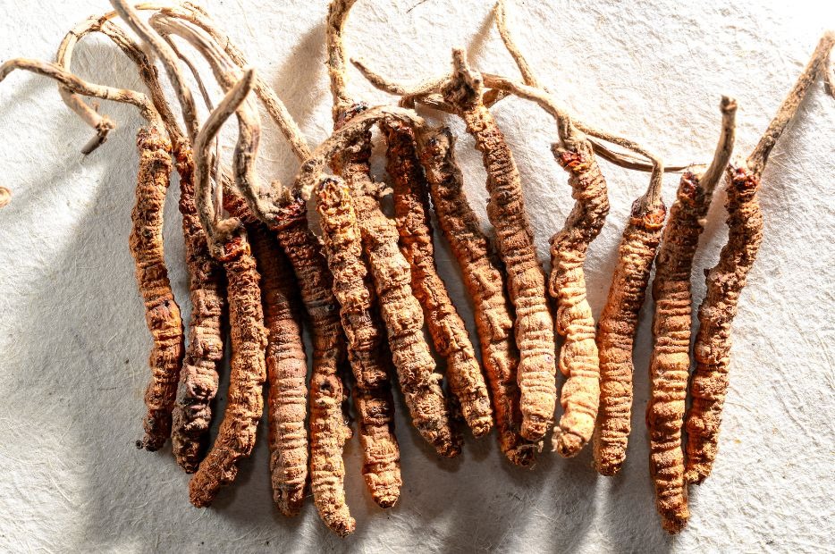 Cordyceps (maczużnik chiński) co to jest i co ma wspólnego z chińskimi medalami 