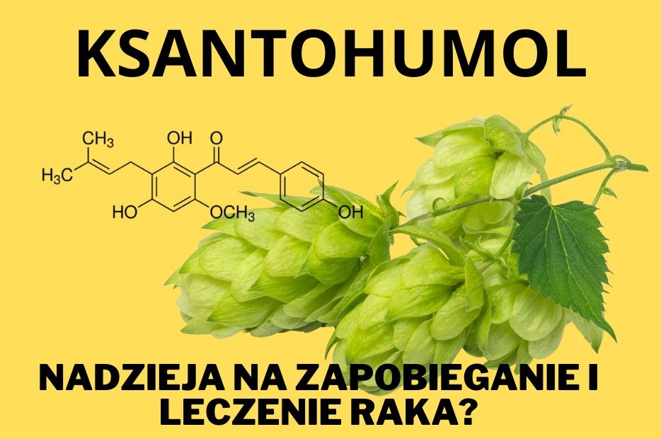 Ksantohumol z chmielu: Nadzieja na zapobieganie i leczenie raka? 