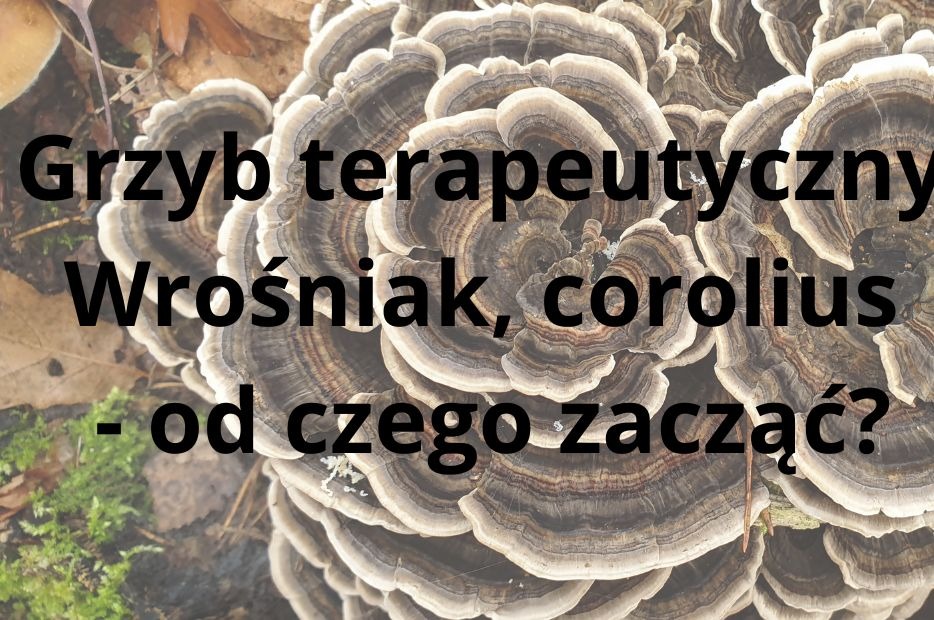 Wrośniak, corolius grzyb terapeutyczny - od czego zacząć?