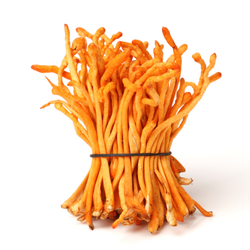  Kordyceps Chiński: Właściwości i Korzyści Dla Zdrowia