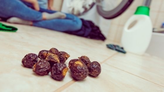 Orzechy piorące co to takiego